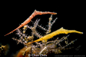 Two colors by Chun Zhou 